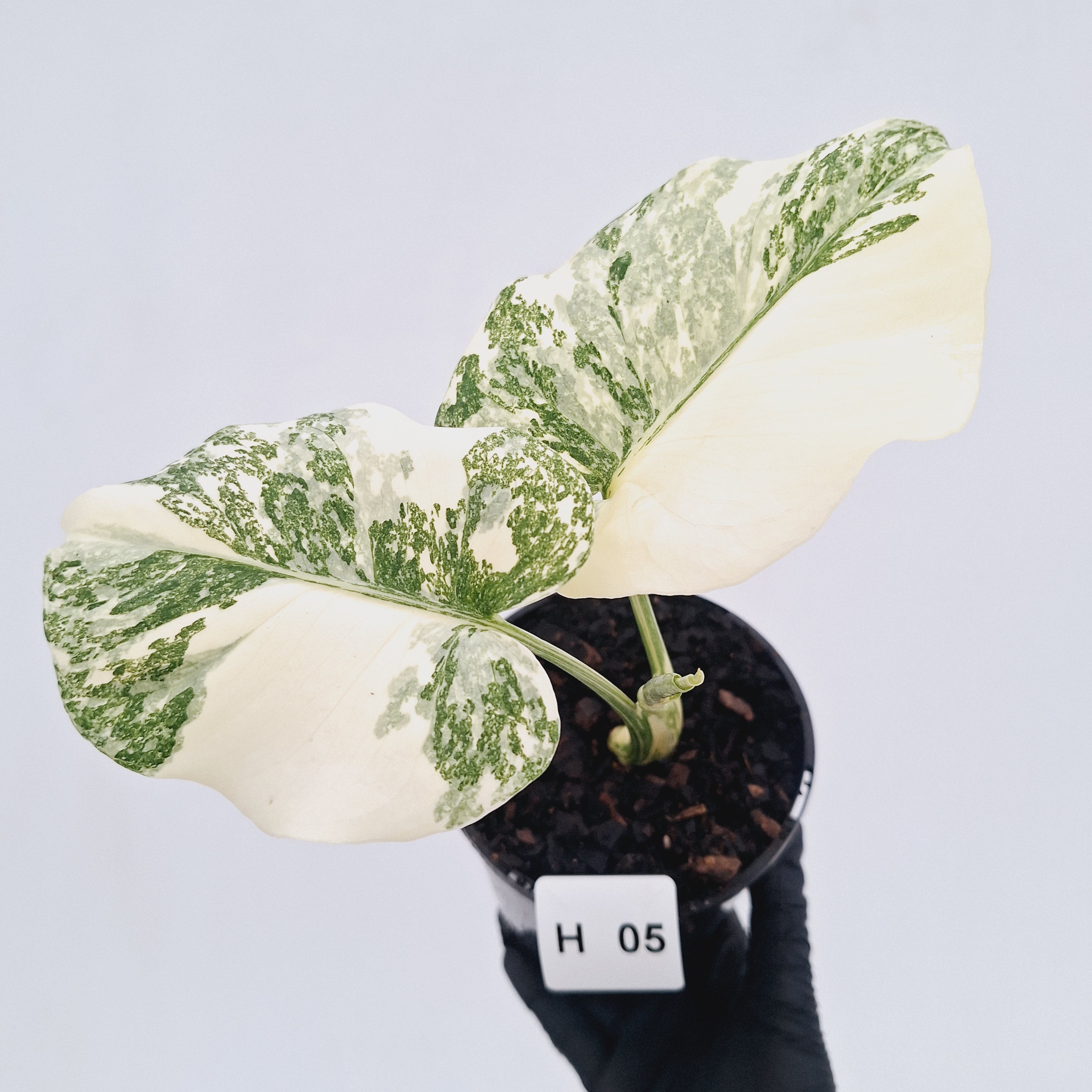 Monstera deliciosa Thai Constellation Sports