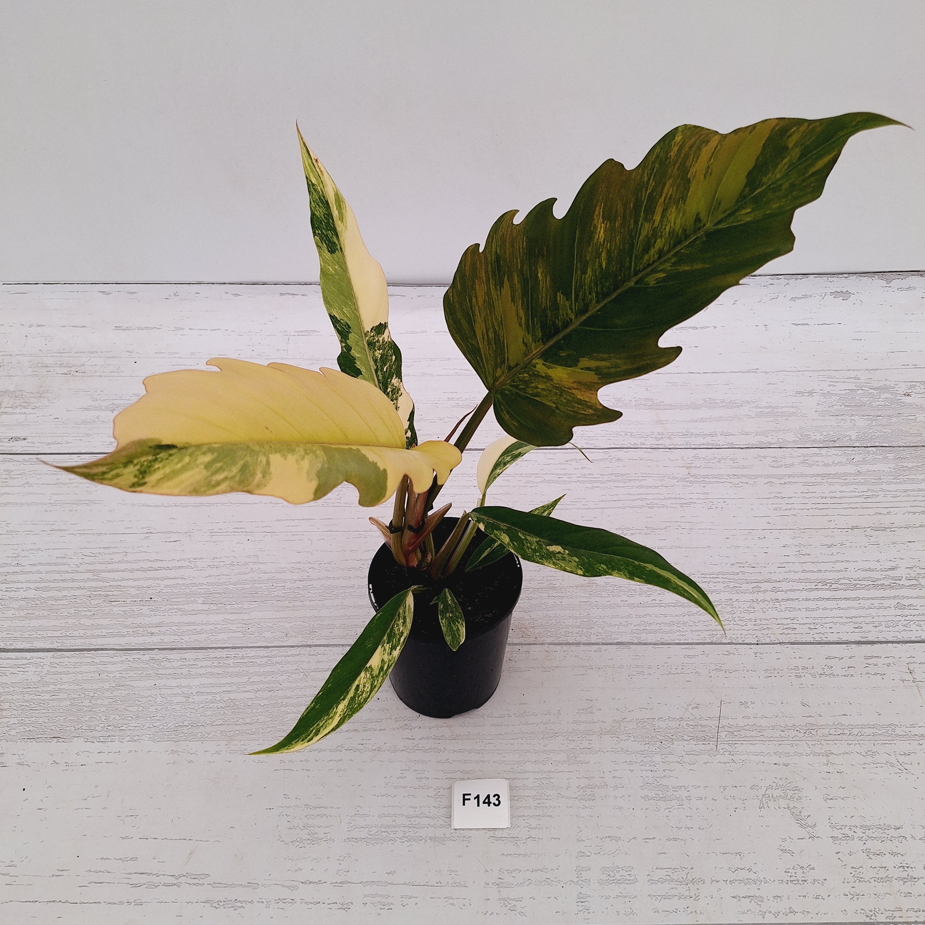 Philodendron serratum Caramel Marble