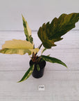 Philodendron serratum Caramel Marble