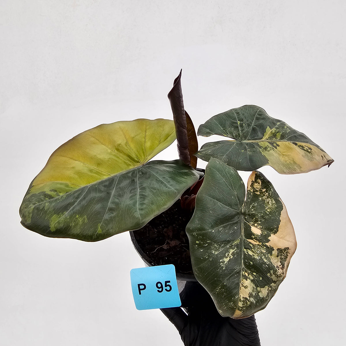 Alocasia macrorrhizos 'plumbea Variegata'