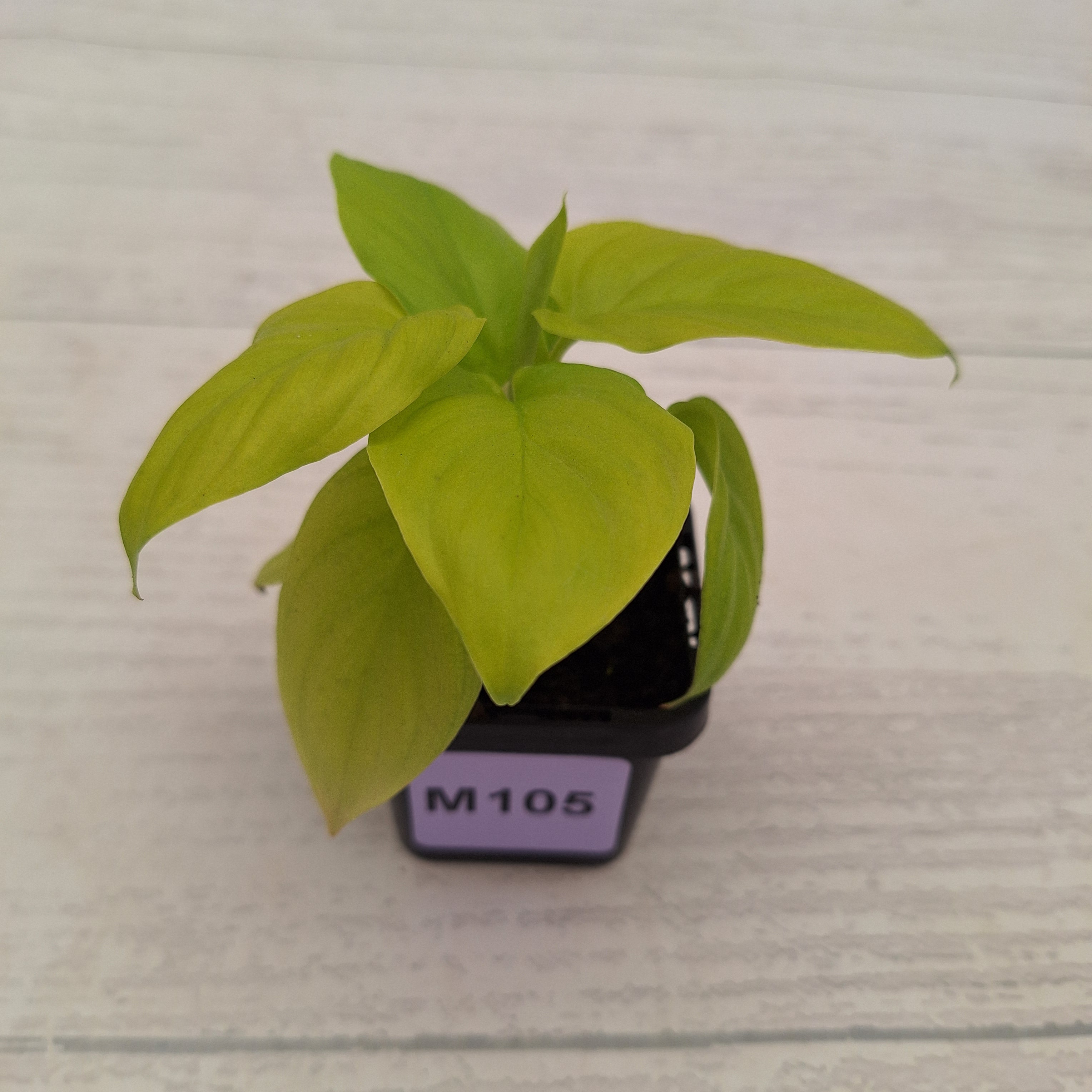 Homalomena rubescens Golden Hibiscus’ SALE