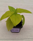 Homalomena rubescens Golden Hibiscus’ SALE