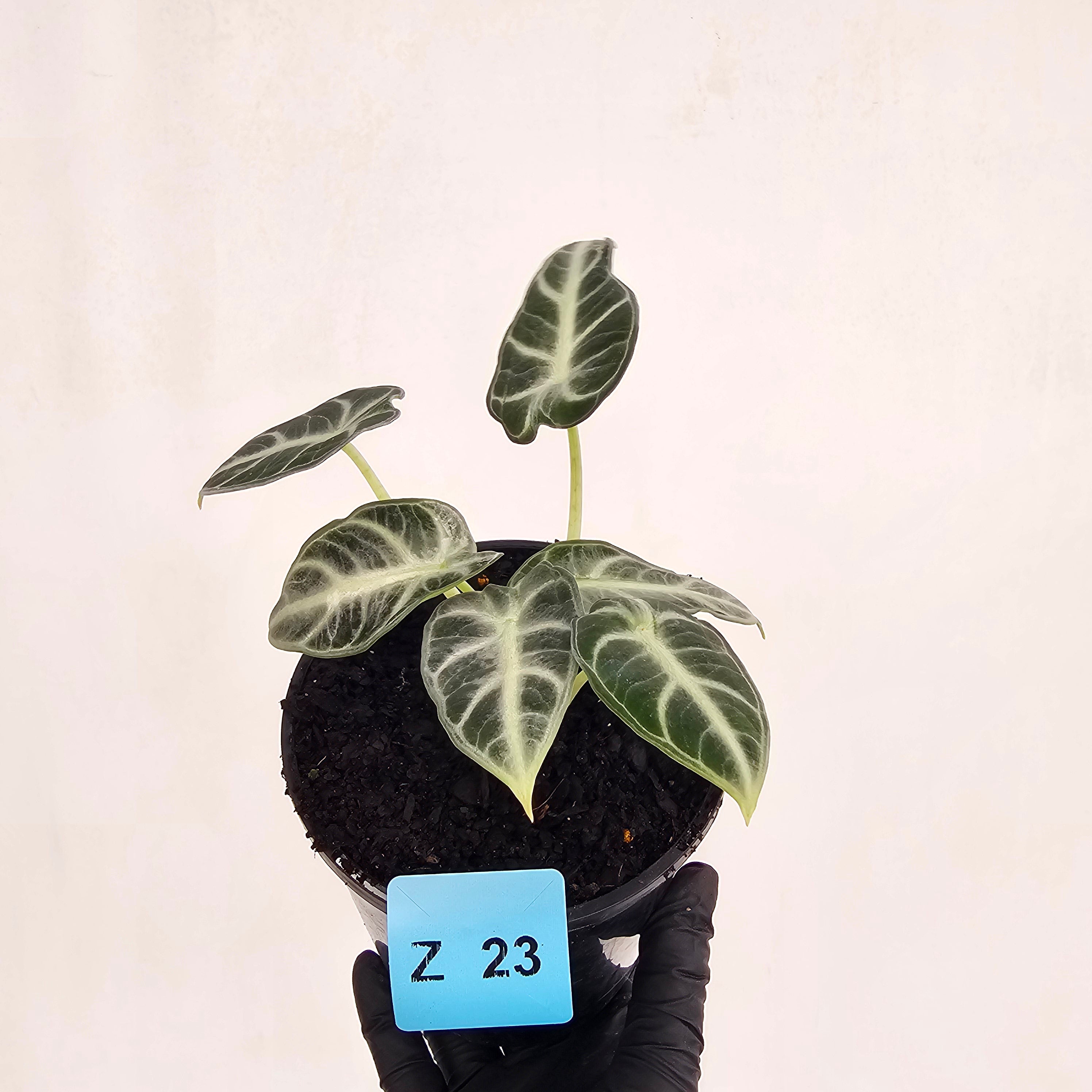 Alocasia  no ID