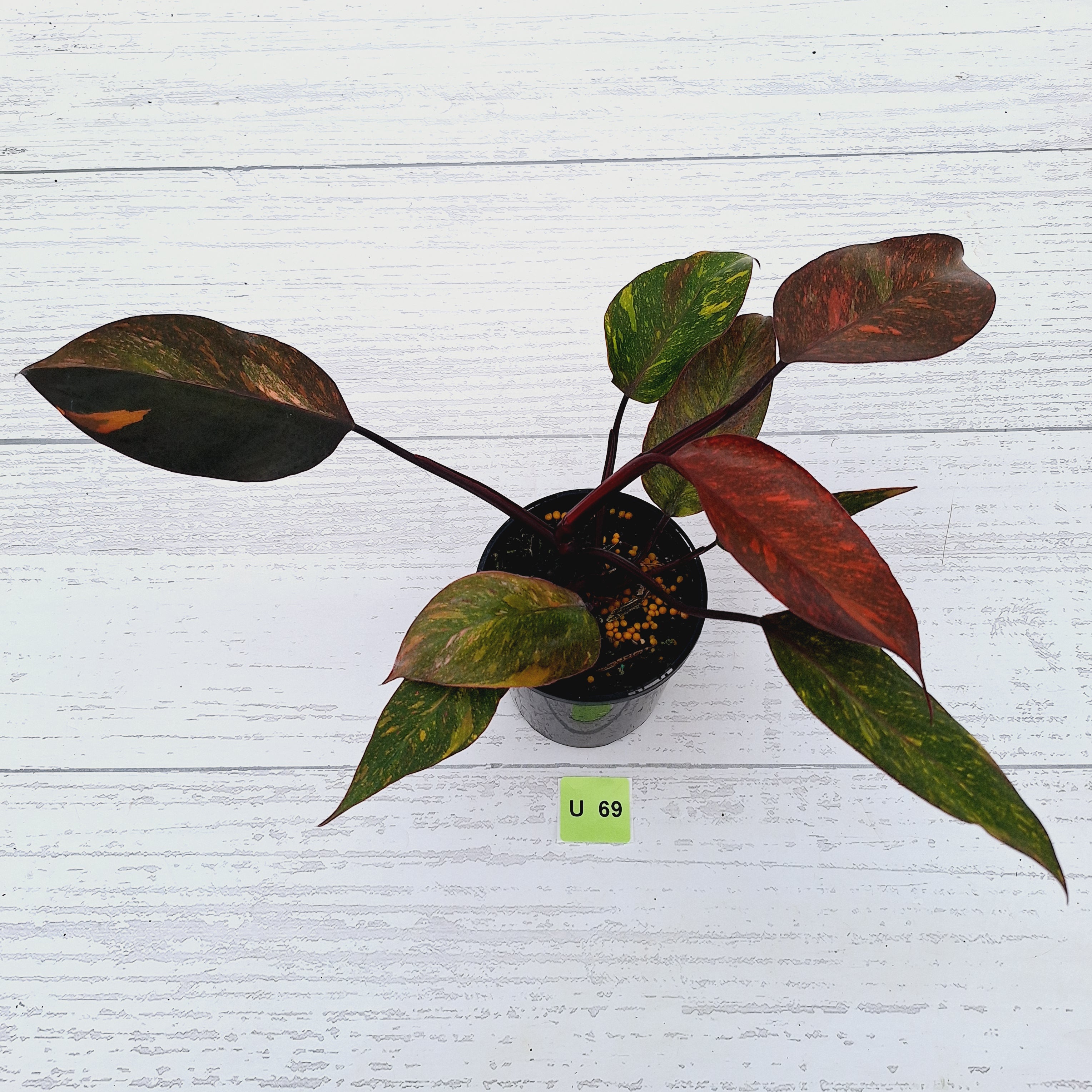 Philodendron &#39;Orange Princess&#39;