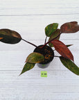 Philodendron 'Orange Princess'