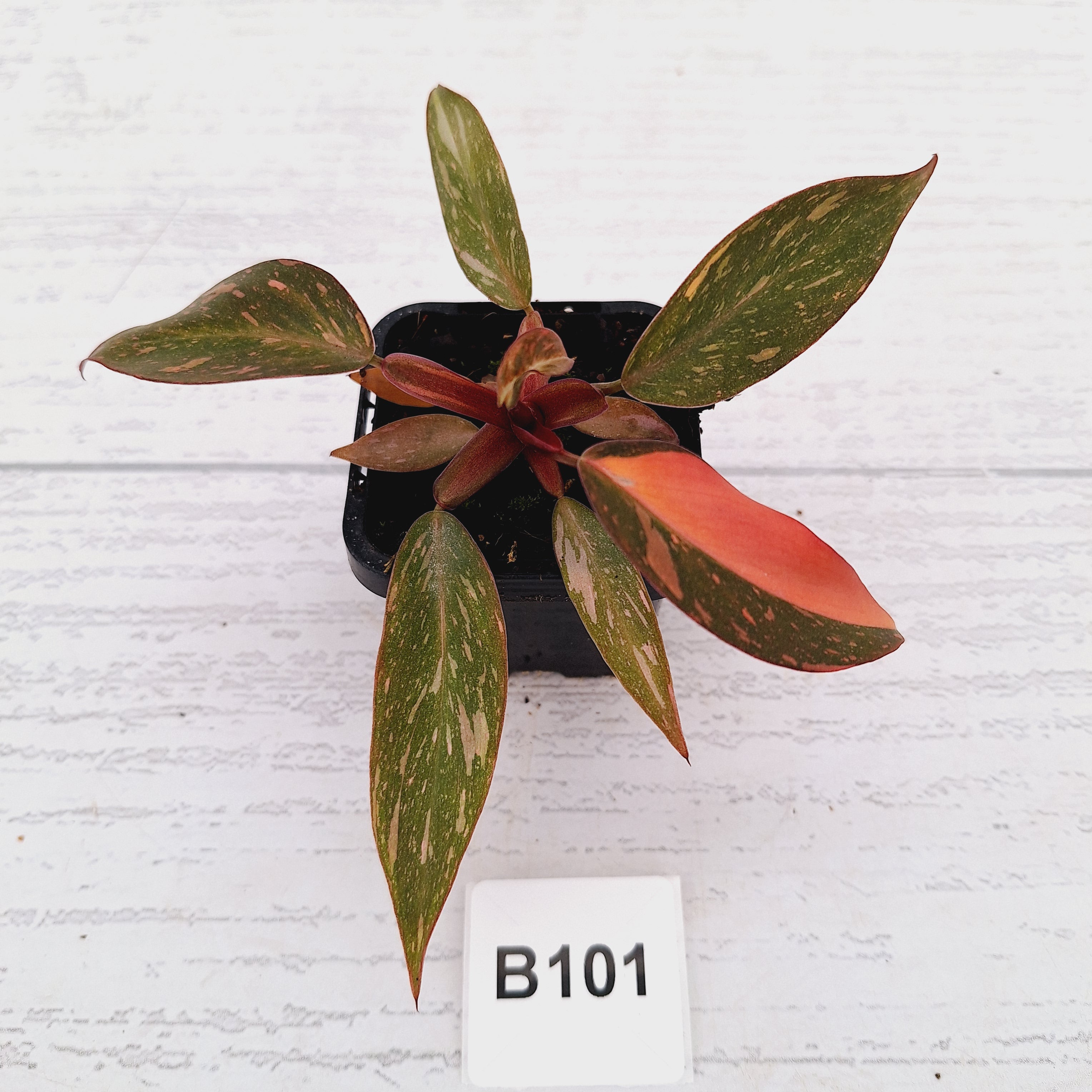 Philodendron 'Orange Princess'