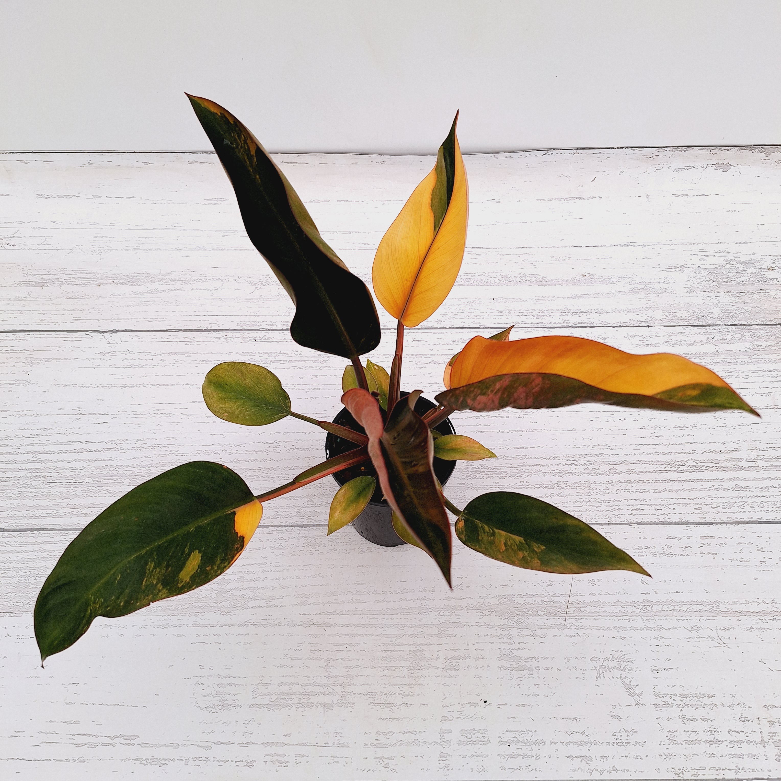 Philodendron &#39;Rojo Congo Variegated&#39;