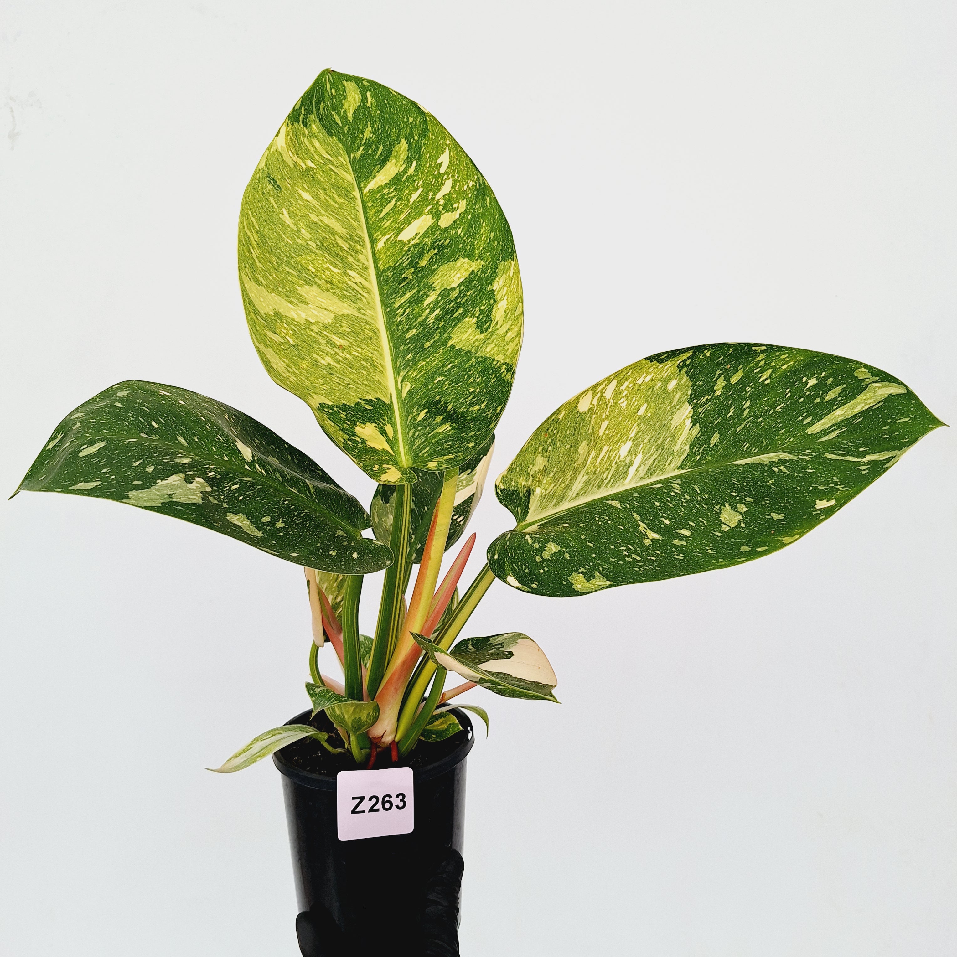 Philodendron Green Congo Variegata (Nuclear)