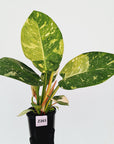 Philodendron Green Congo Variegata (Nuclear)