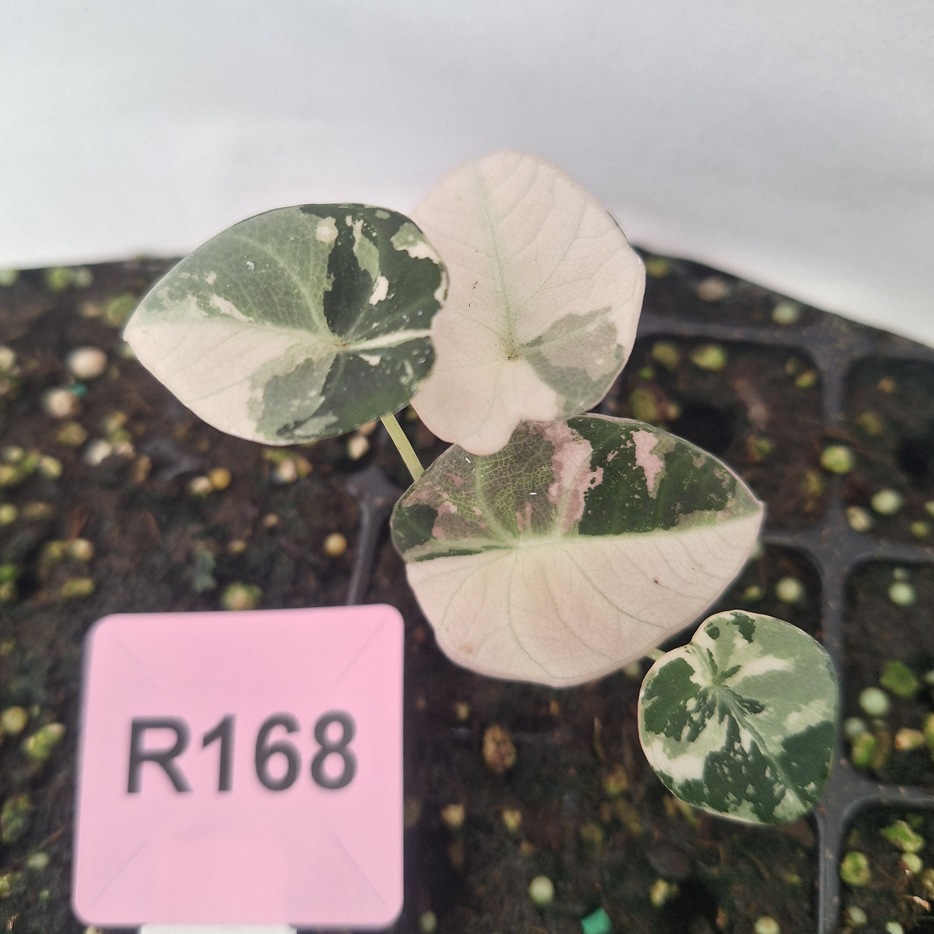Alocasia reginula 'Black Velvet variegata' - Bare Bottom Baby