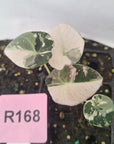 Alocasia reginula 'Black Velvet variegata' - Bare Bottom Baby