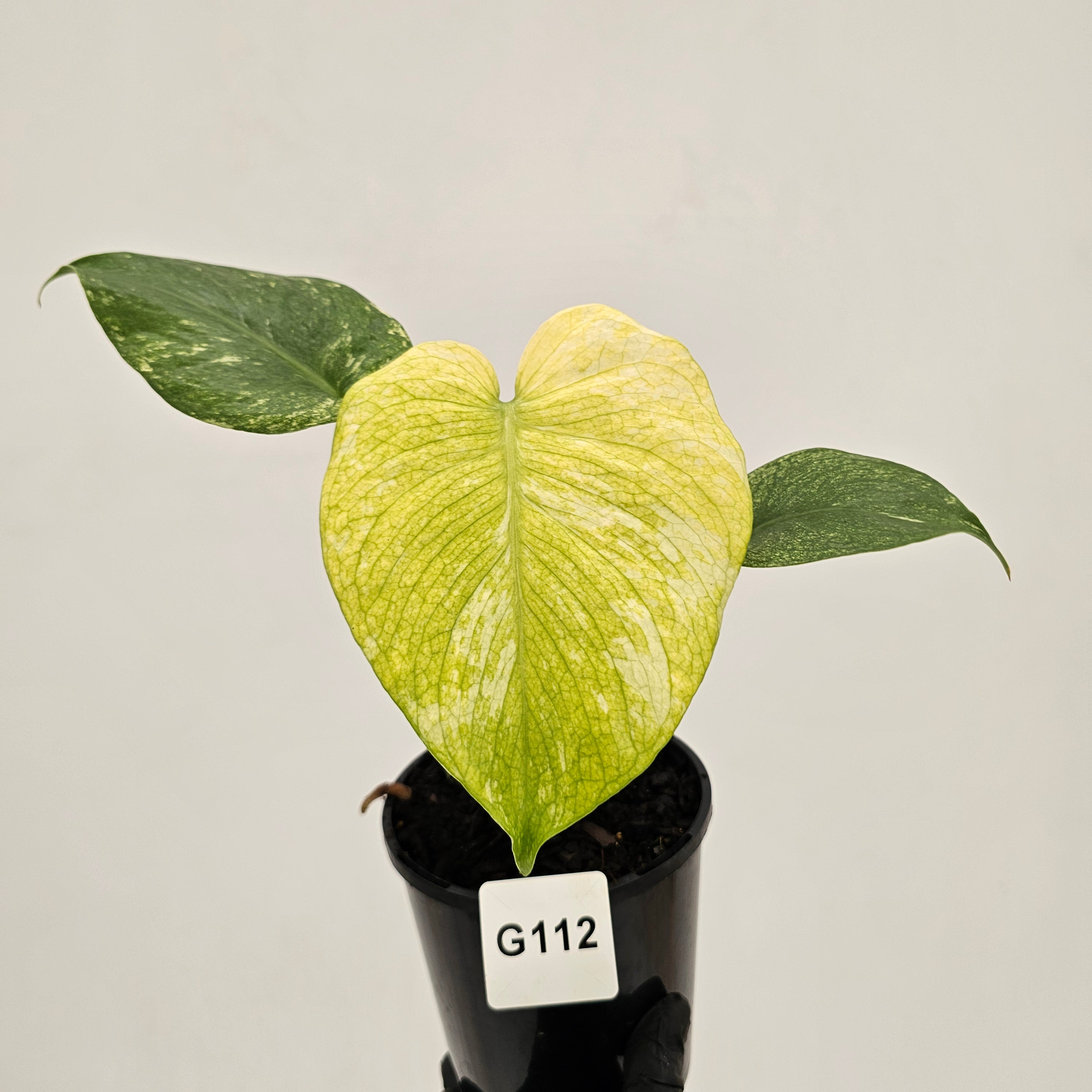 Monstera Deliciosa 'Mint'