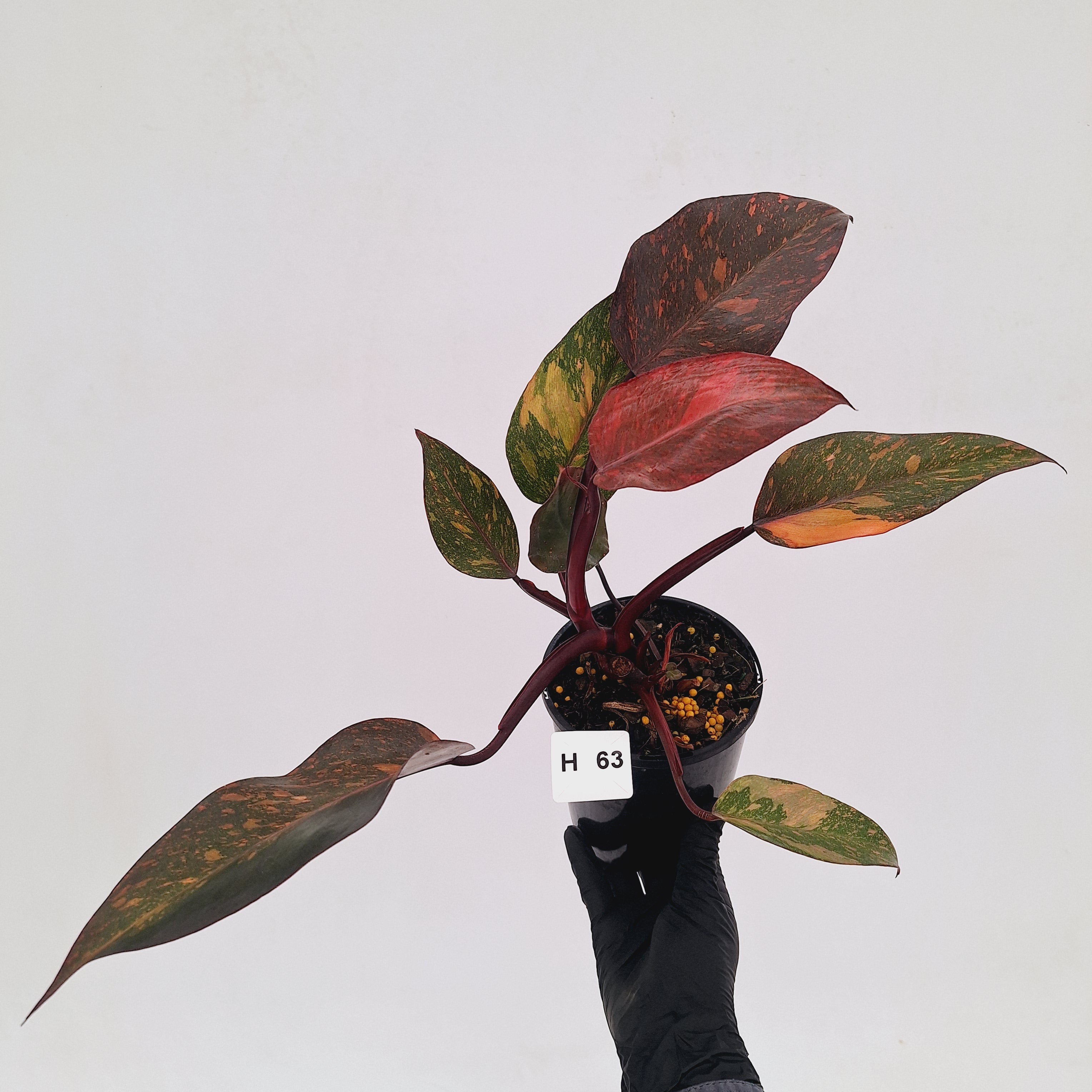 Philodendron 'Orange Princess' - FLASH SALE