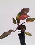 Philodendron 'Orange Princess' - FLASH SALE