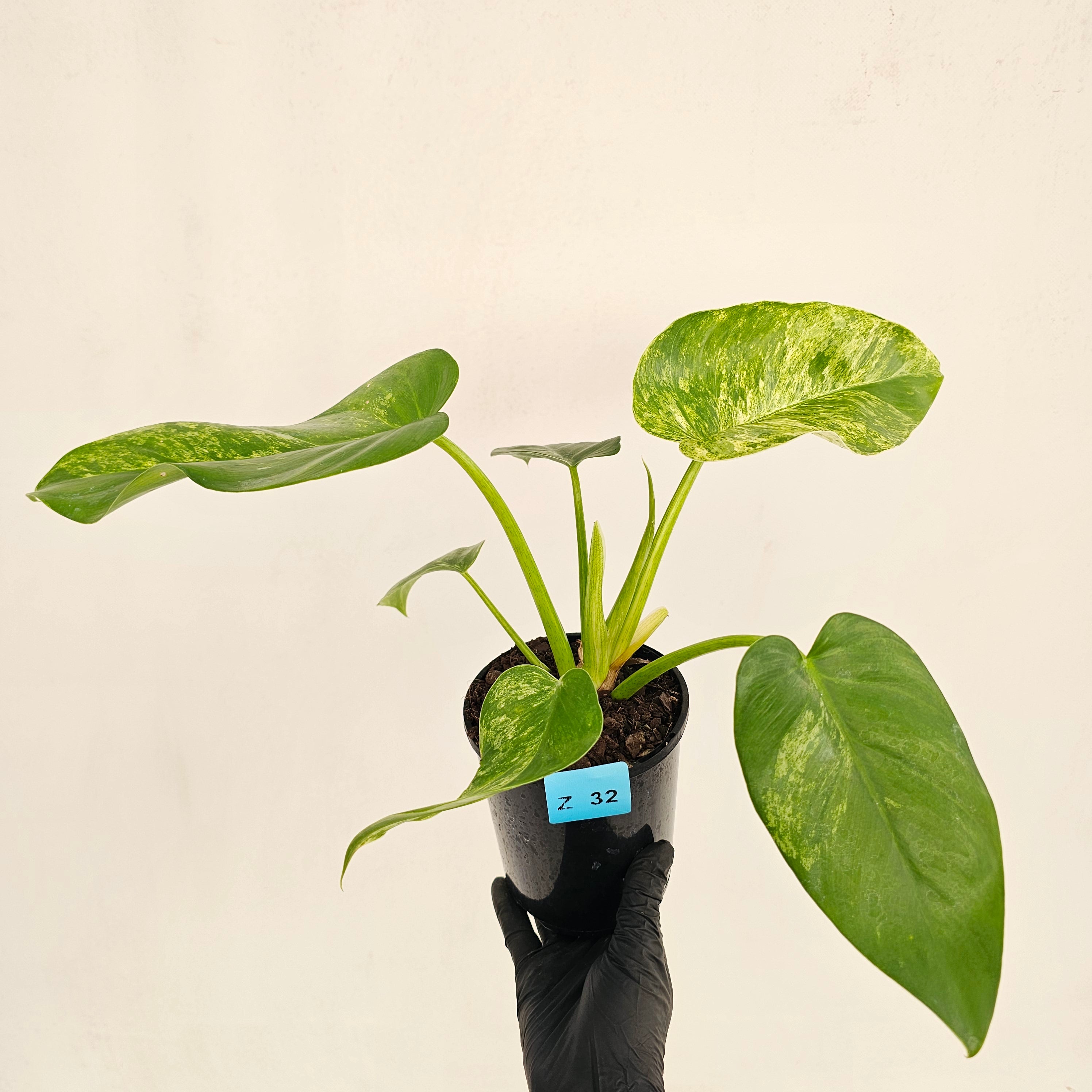 Philodendron giganteum Blizzard - SALE