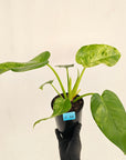 Philodendron giganteum Blizzard - SALE