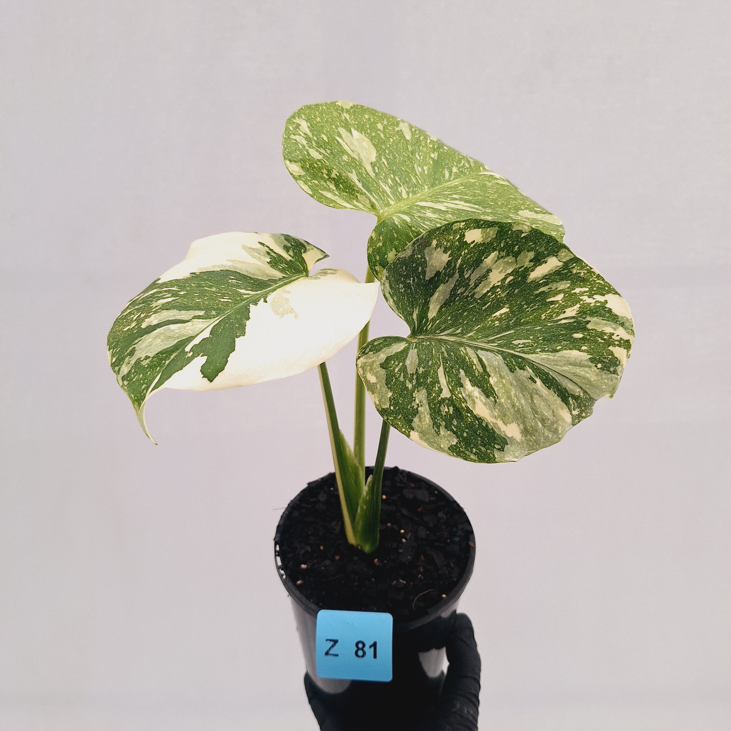 Monstera deliciosa Thai Constellation