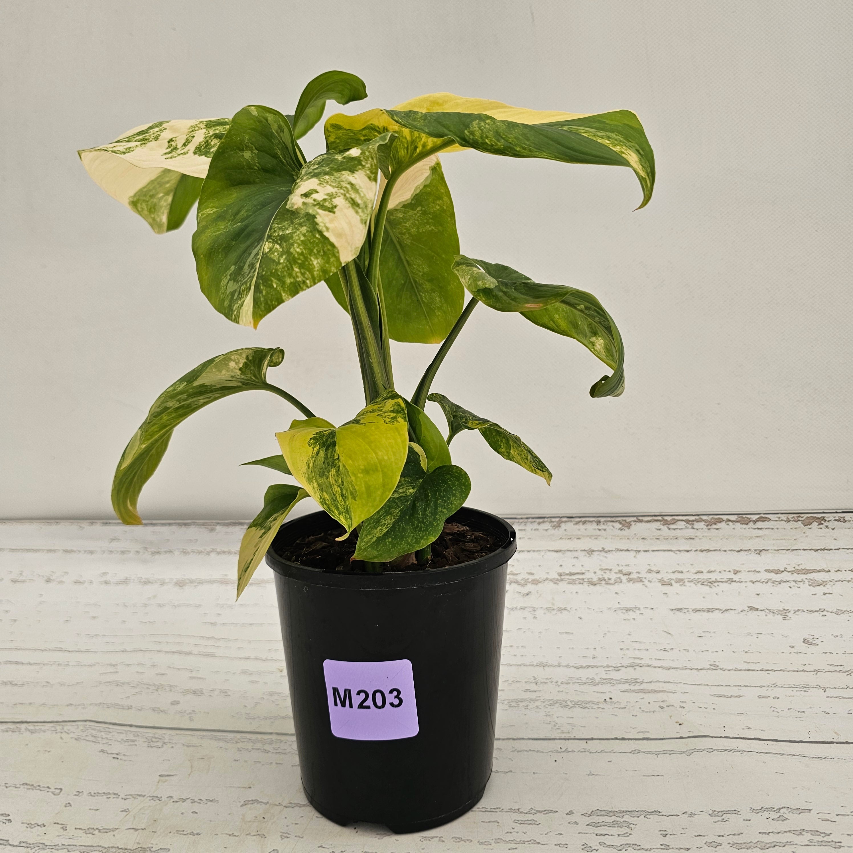 Homalomena rubescens Variegata