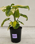 Homalomena rubescens Variegata