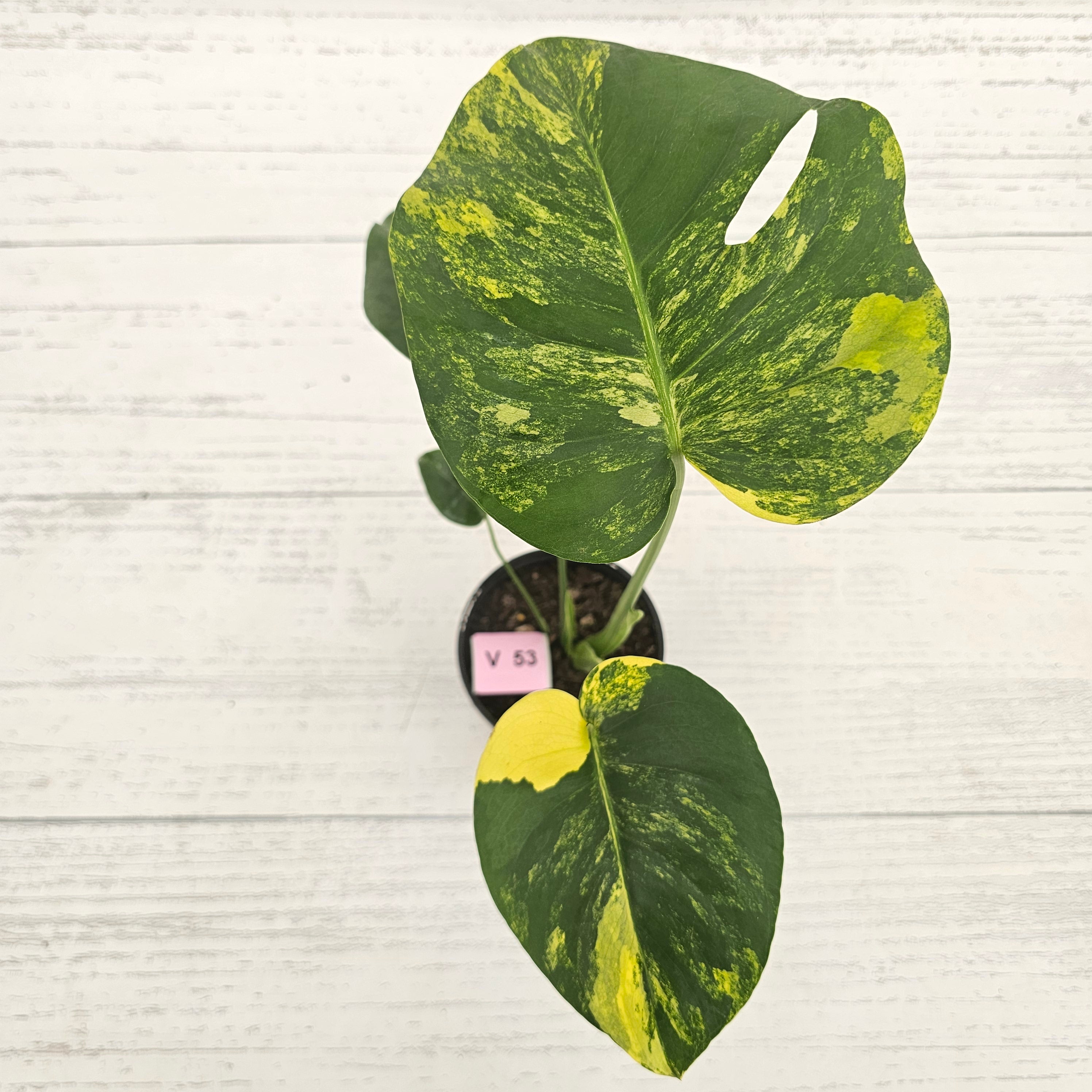 Monstera deliciosa Variegata