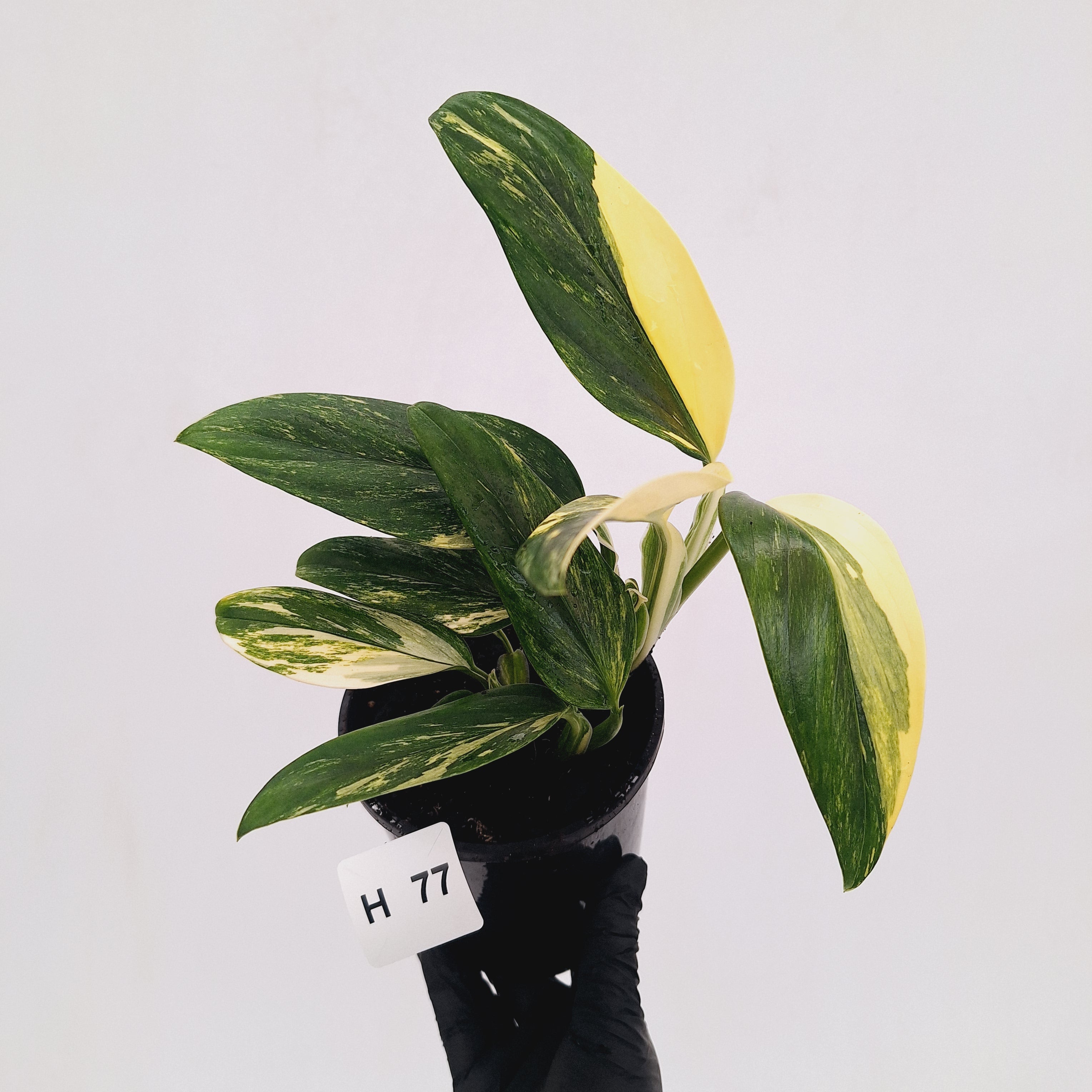 Monstera standleyana 'Cobra' - SALE