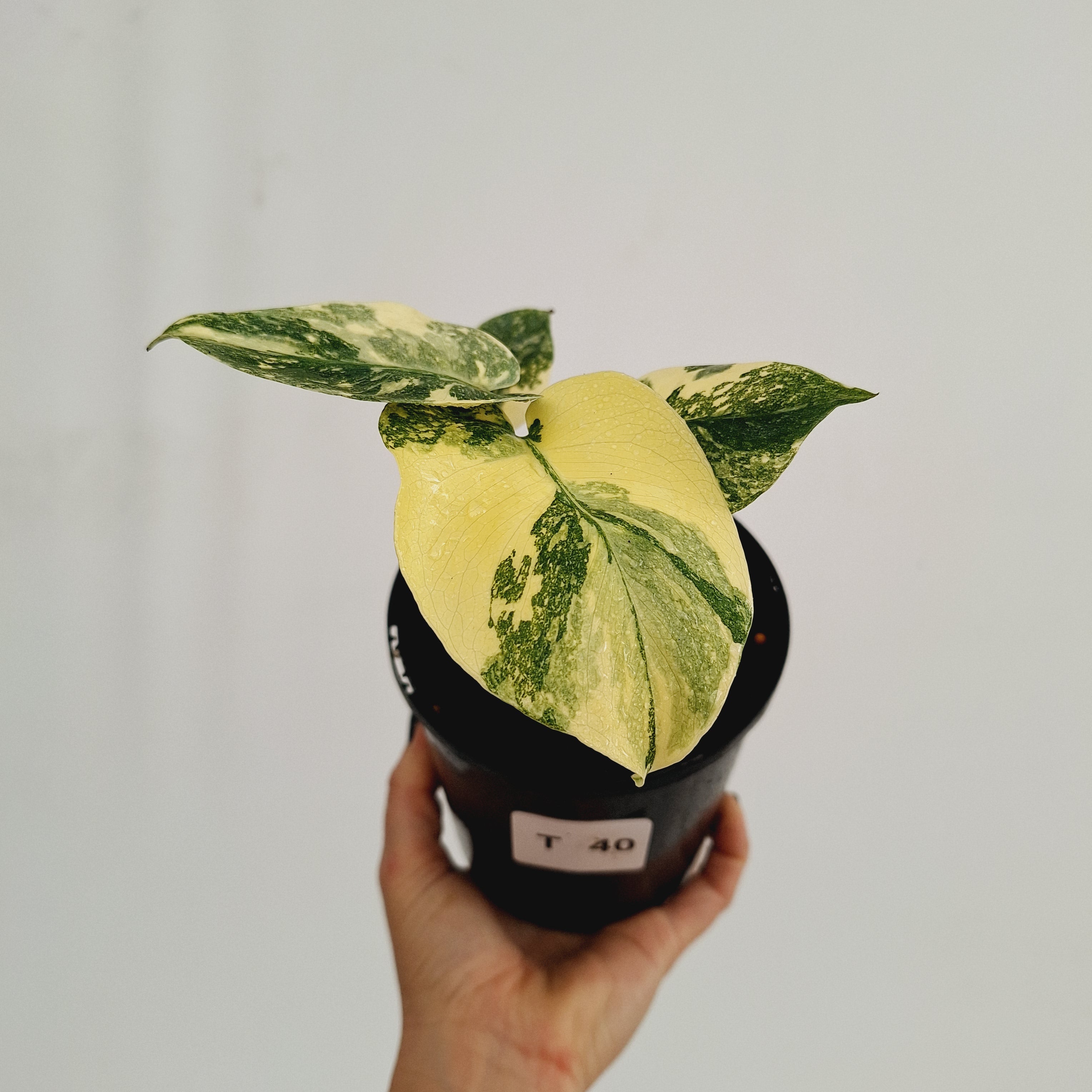 Monstera deliciosa Thai Constellation Sports