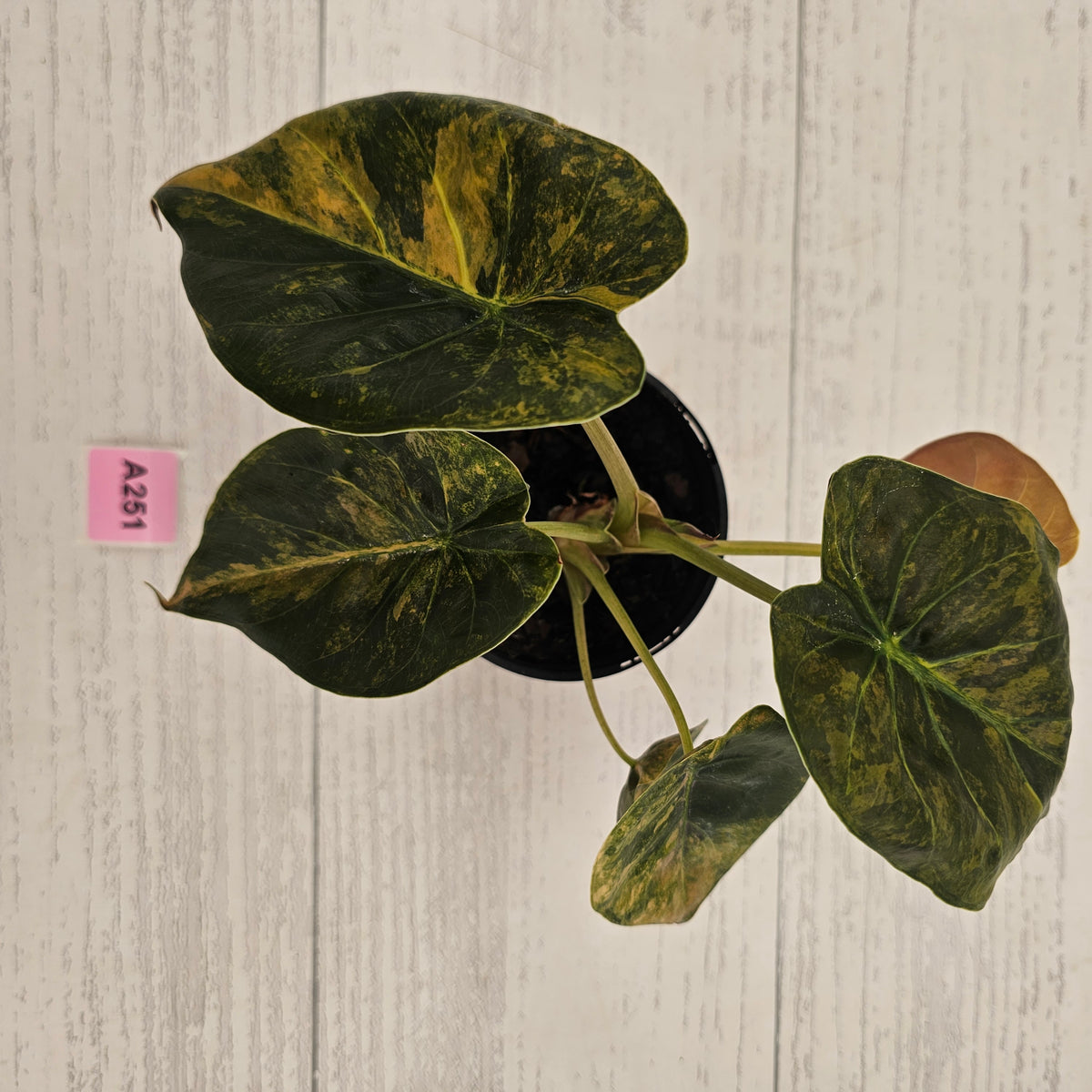 Alocasia ‘wentii’ Variegated - SALE
