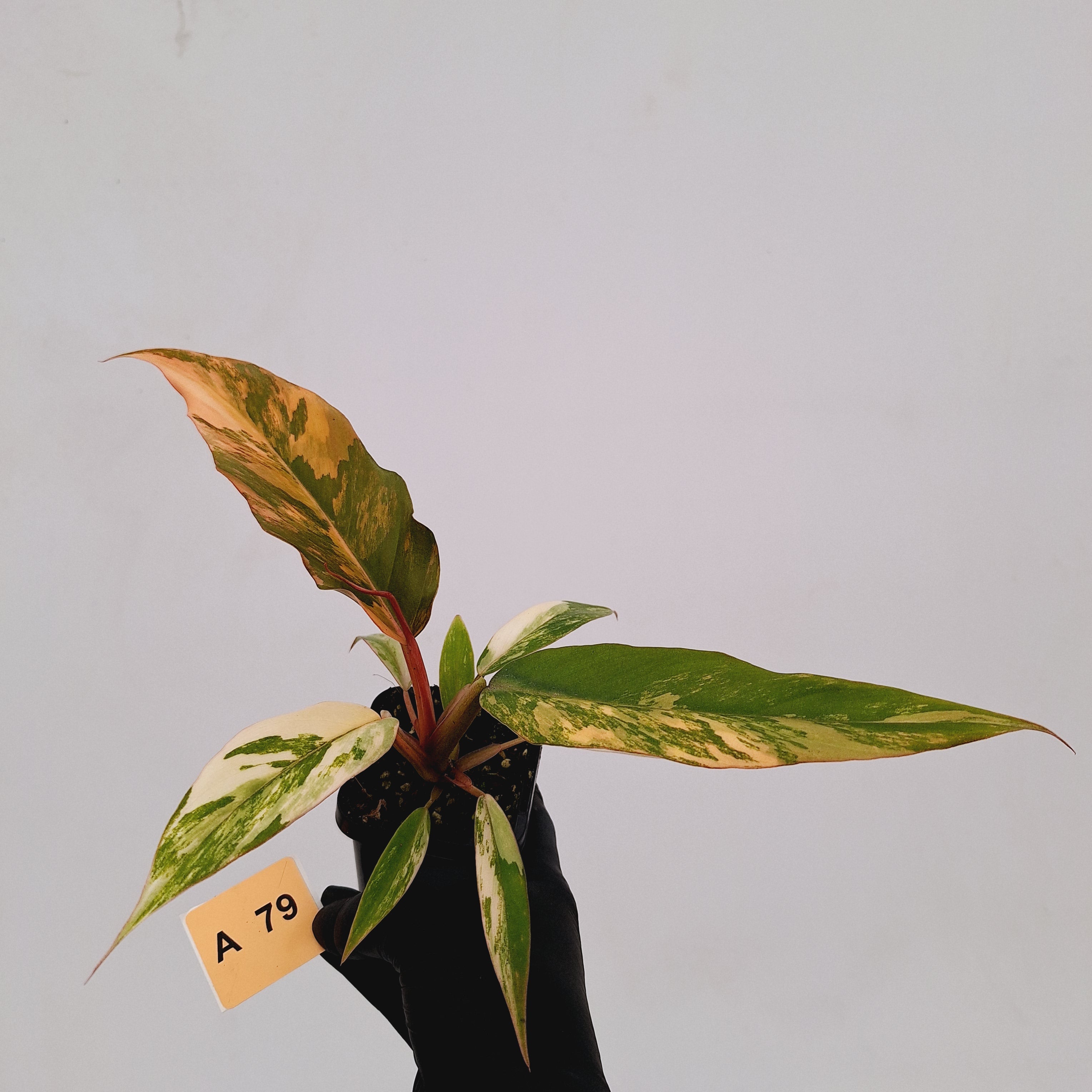 Philodendron serratum Caramel Marble