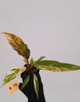 Philodendron serratum Caramel Marble