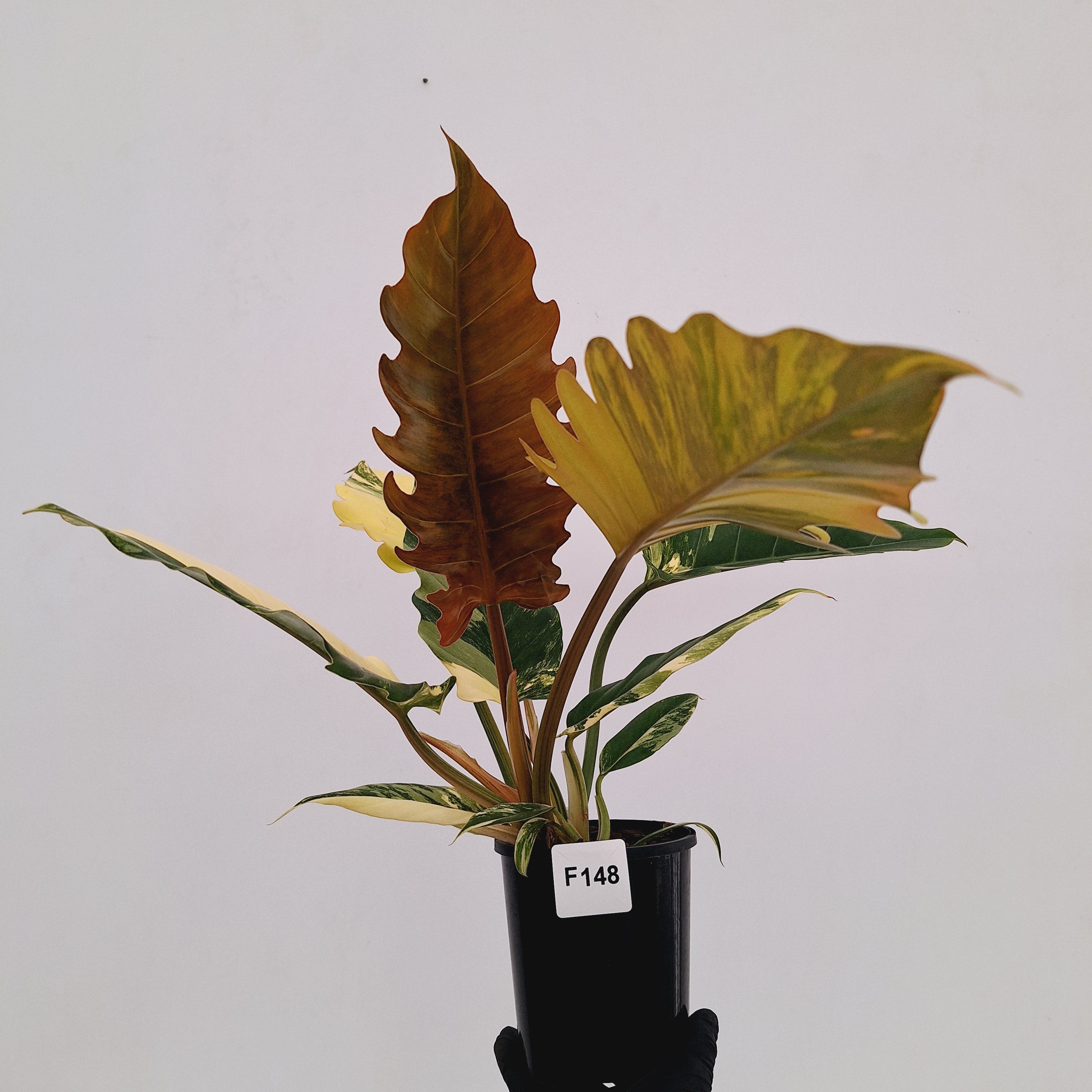 Philodendron serratum Caramel Marble
