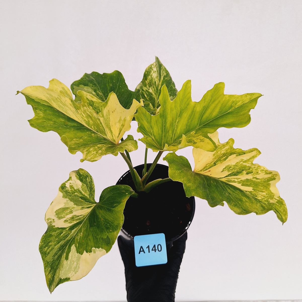 Philodendron bipinnatifidum variegata - SALE