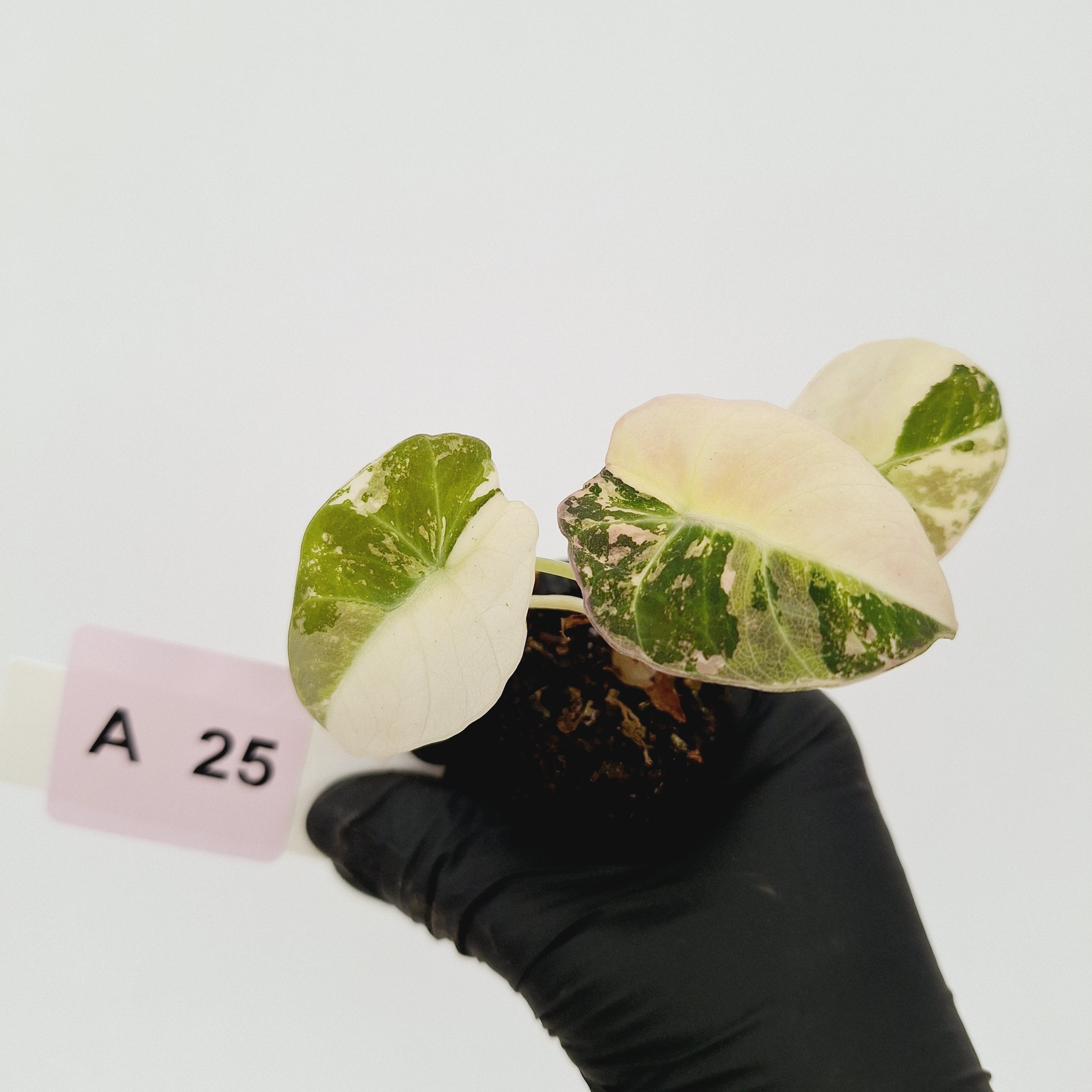 Alocasia reginula 'Black Velvet variegata'- Bare Bottom Baby