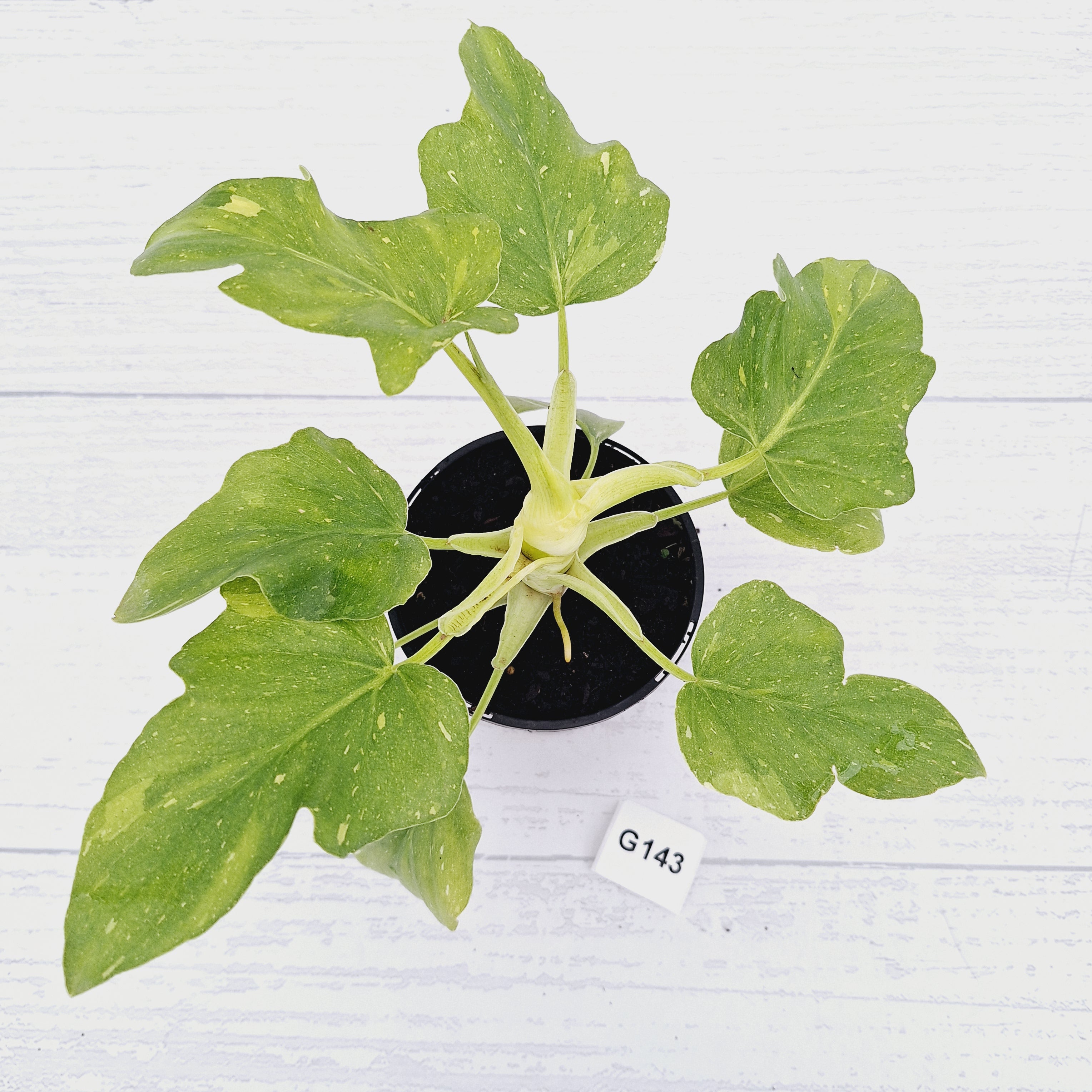 Philodendron warscewiczii Gold Variegata