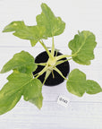 Philodendron warscewiczii Gold Variegata