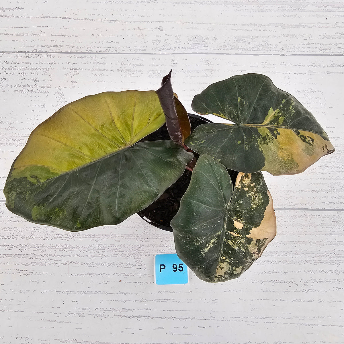 Alocasia macrorrhizos 'plumbea Variegata'