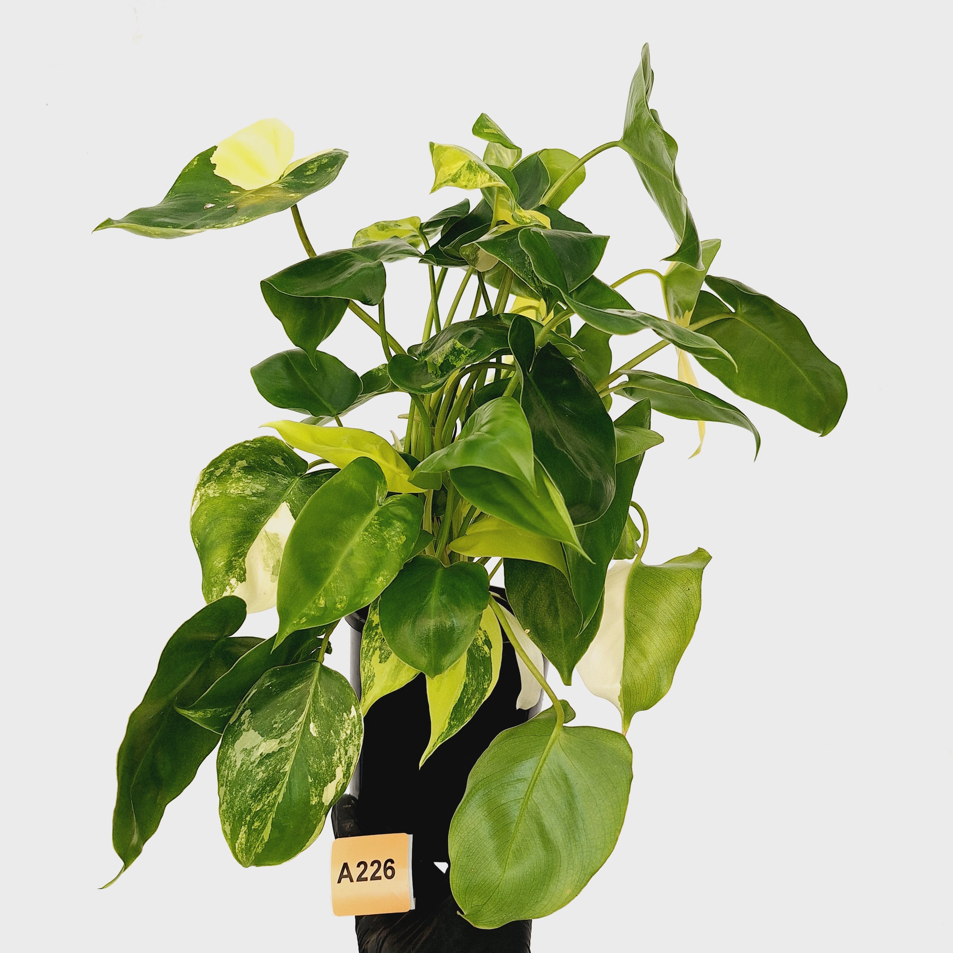 Philodendron Burle Marx variegata