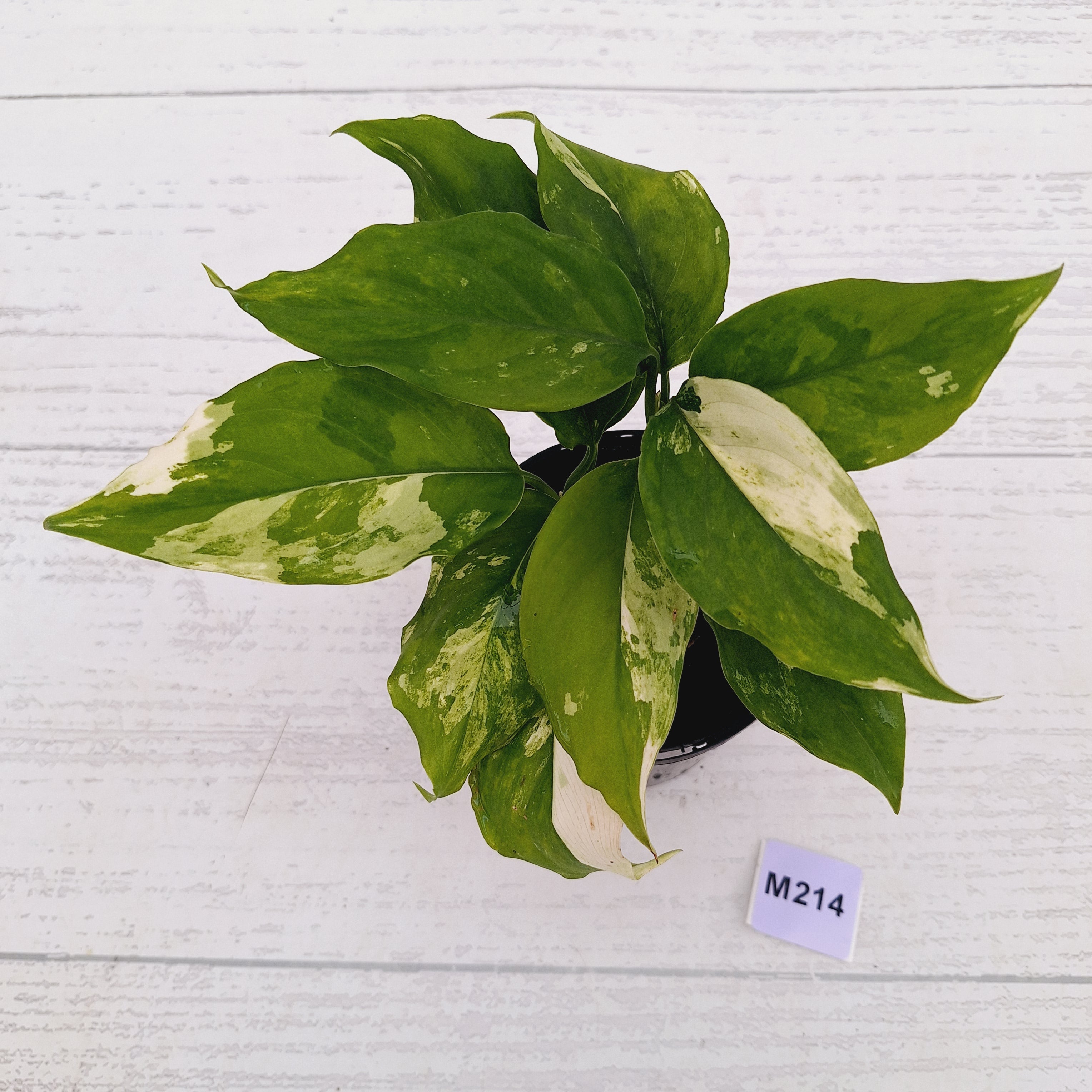 Aglaonema modestum variegata