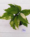 Aglaonema modestum variegata