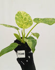 Philodendron giganteum Blizzard - SALE
