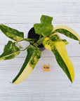 Philodendron domesticum variegata