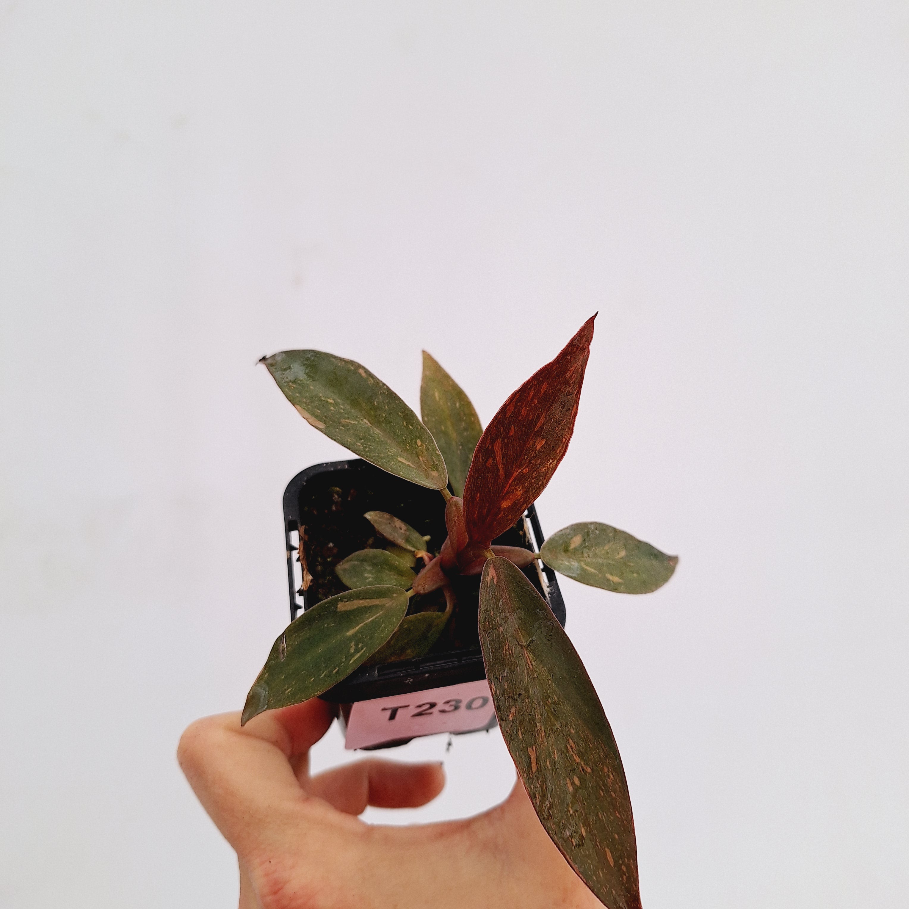 Philodendron &#39;Orange Princess&#39;