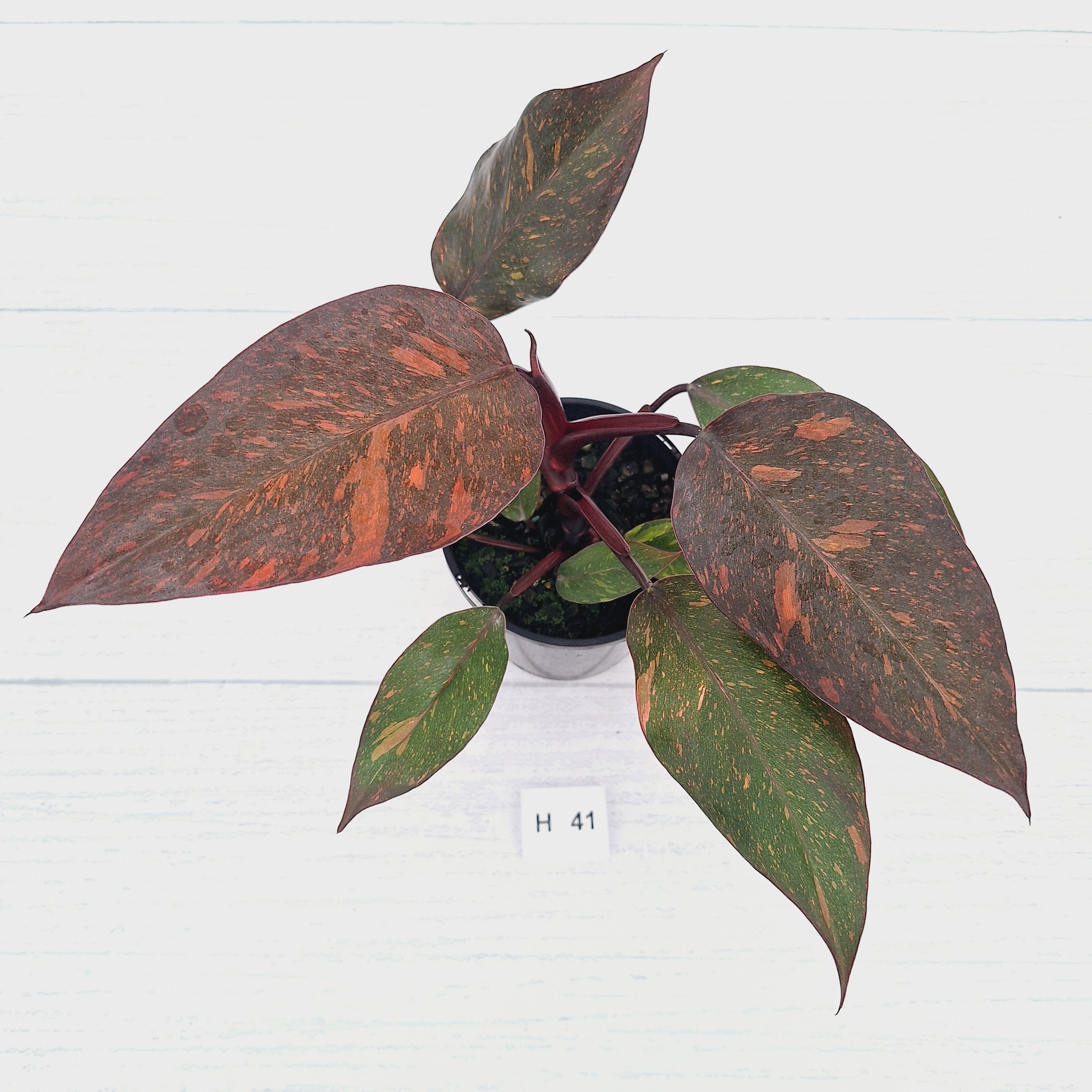 Philodendron 'Orange Princess' - FLASH SALE