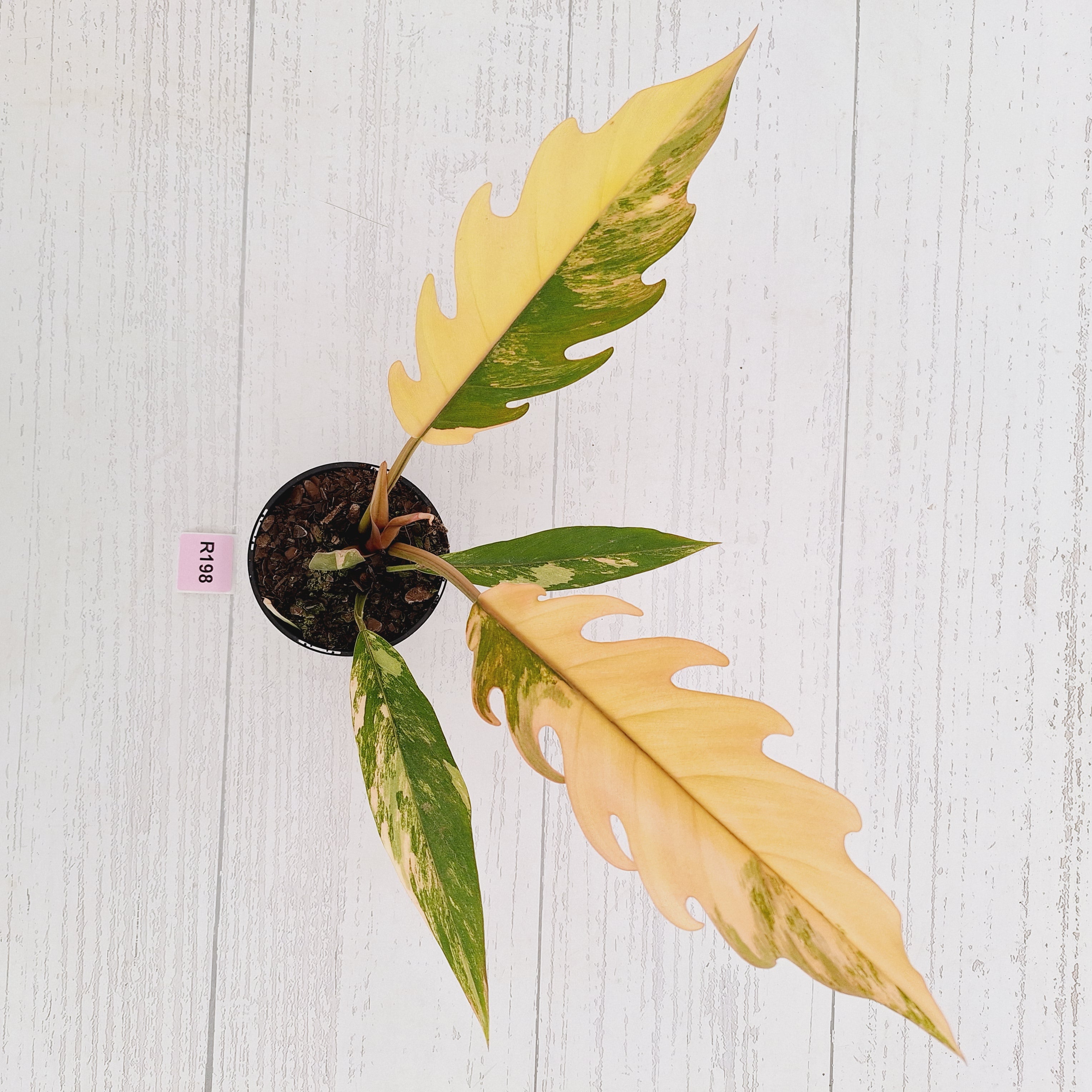 Philodendron serratum 'Caramel Marble'