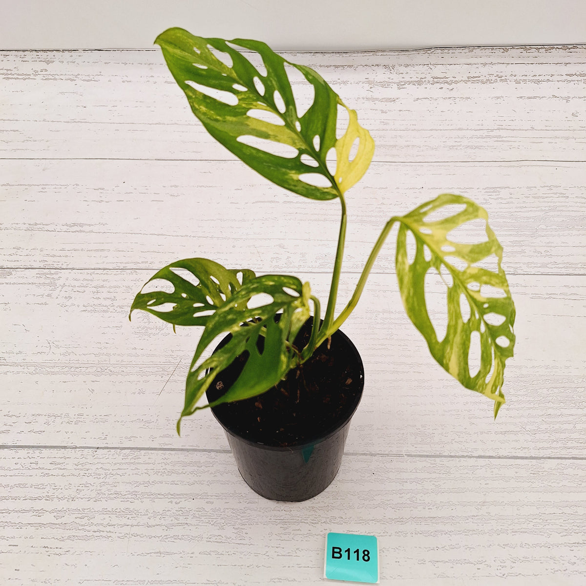 Monstera adansonii Variegata