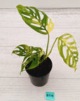 Monstera adansonii Variegata
