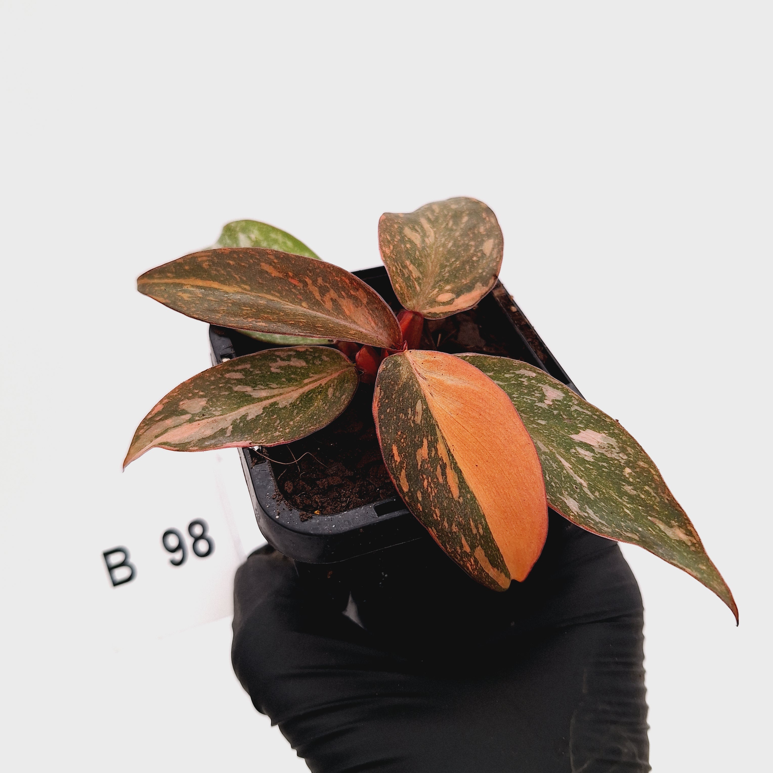 Philodendron 'Orange Princess'