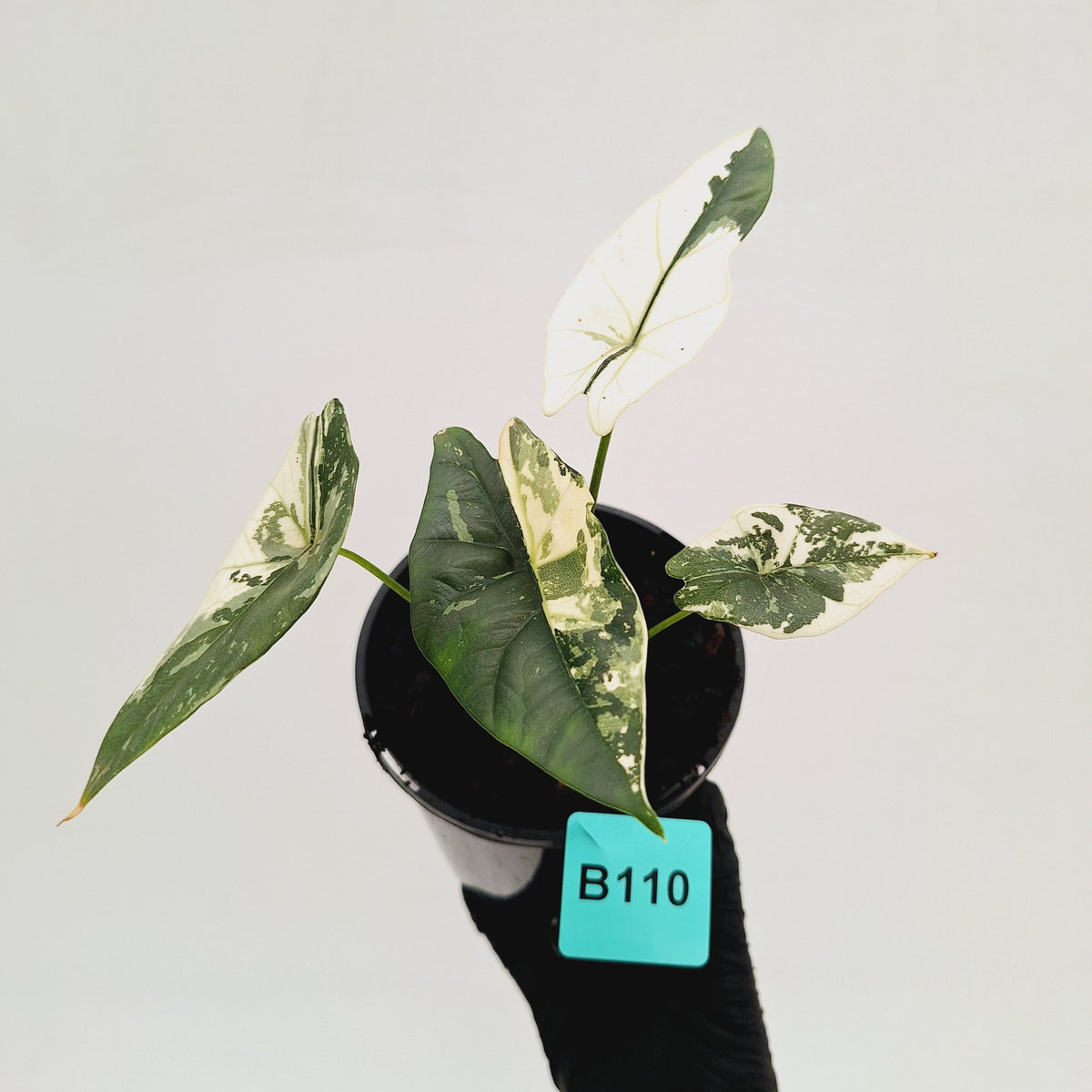 Alocasia ‘Simpo Albo’ Variegata - SALE