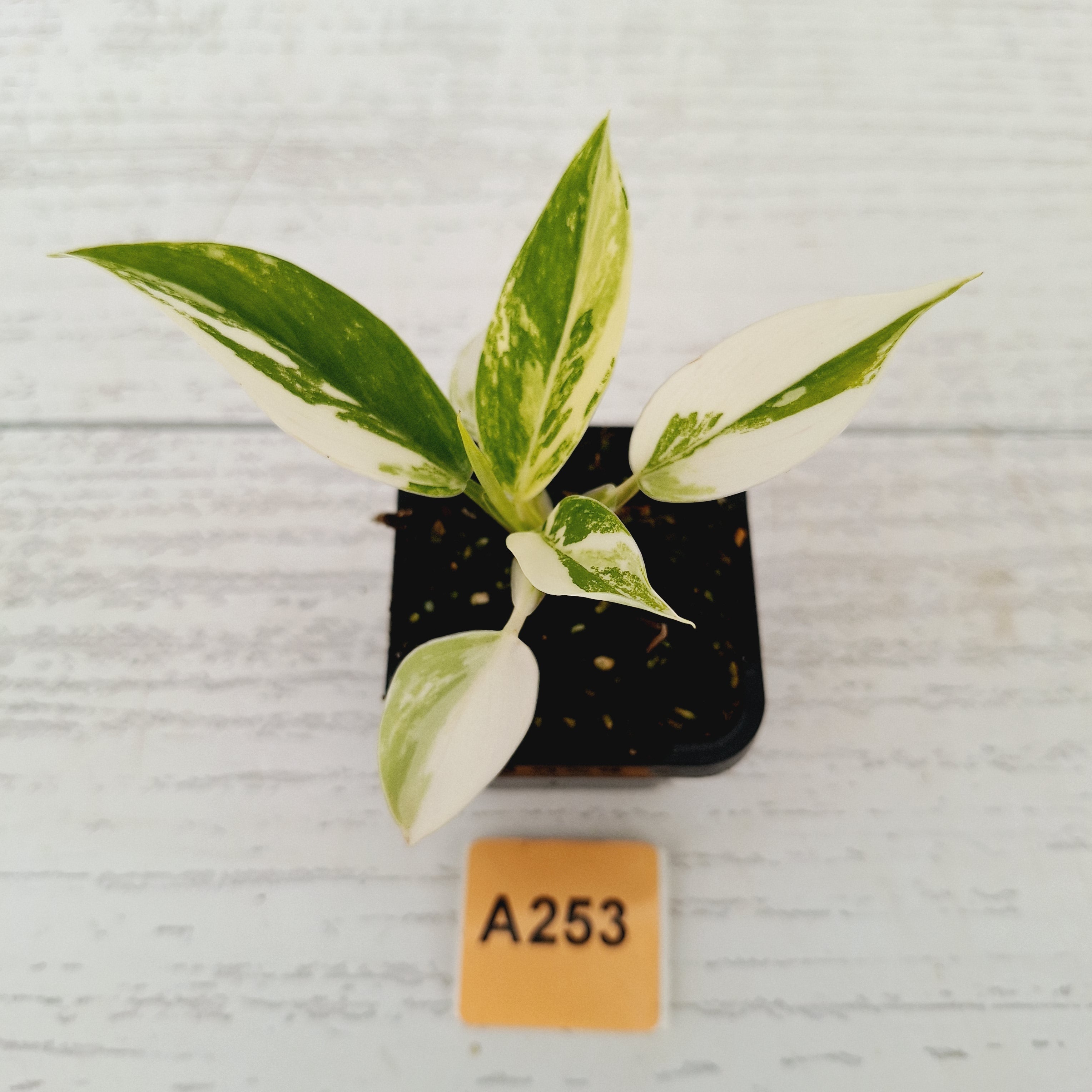 Philodendron imperial green variegata