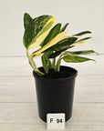 Monstera standleyana 'Cobra' - SALE