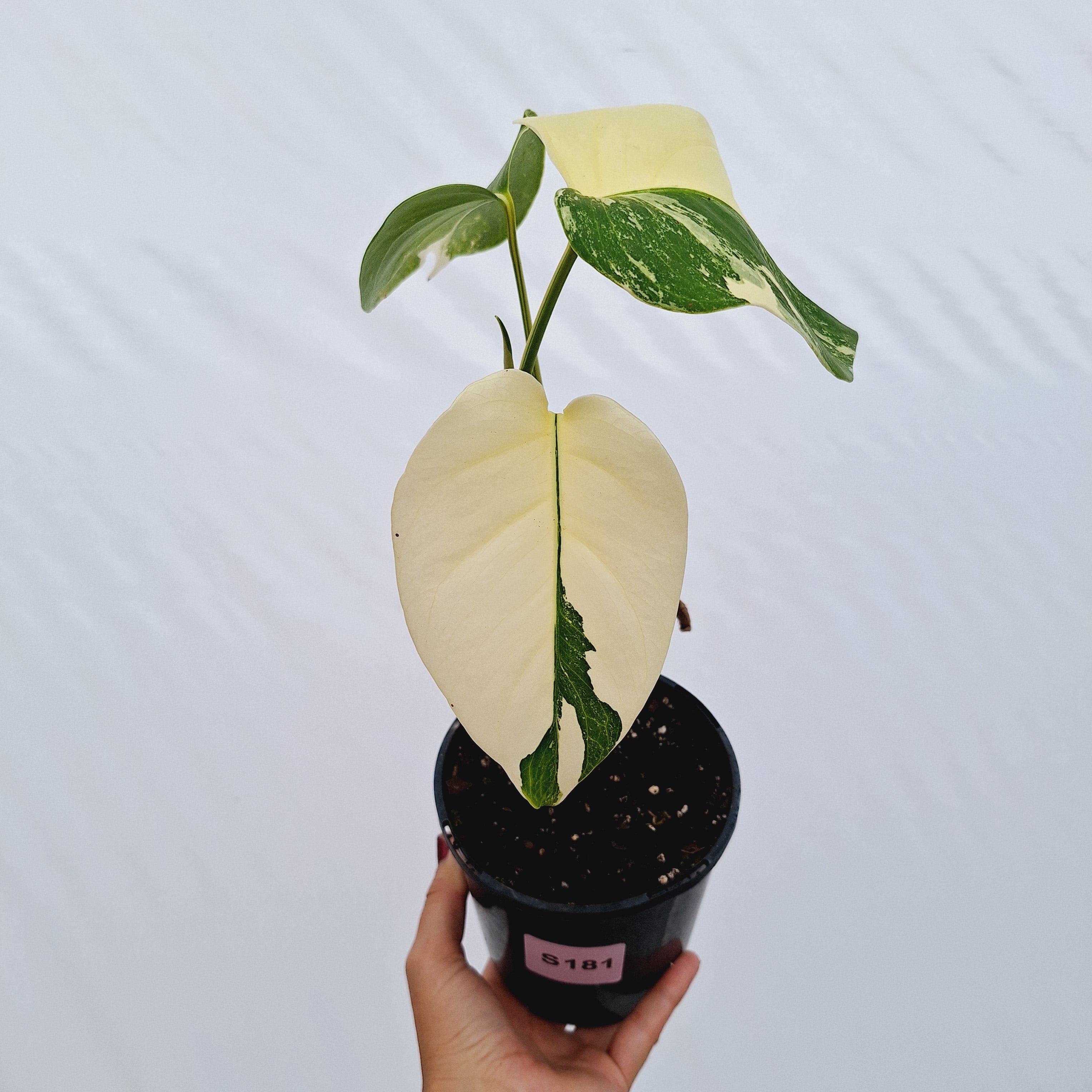 Monstera borsigiana &#39;Albo&#39;